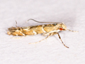 Acrocercops brongniardella
